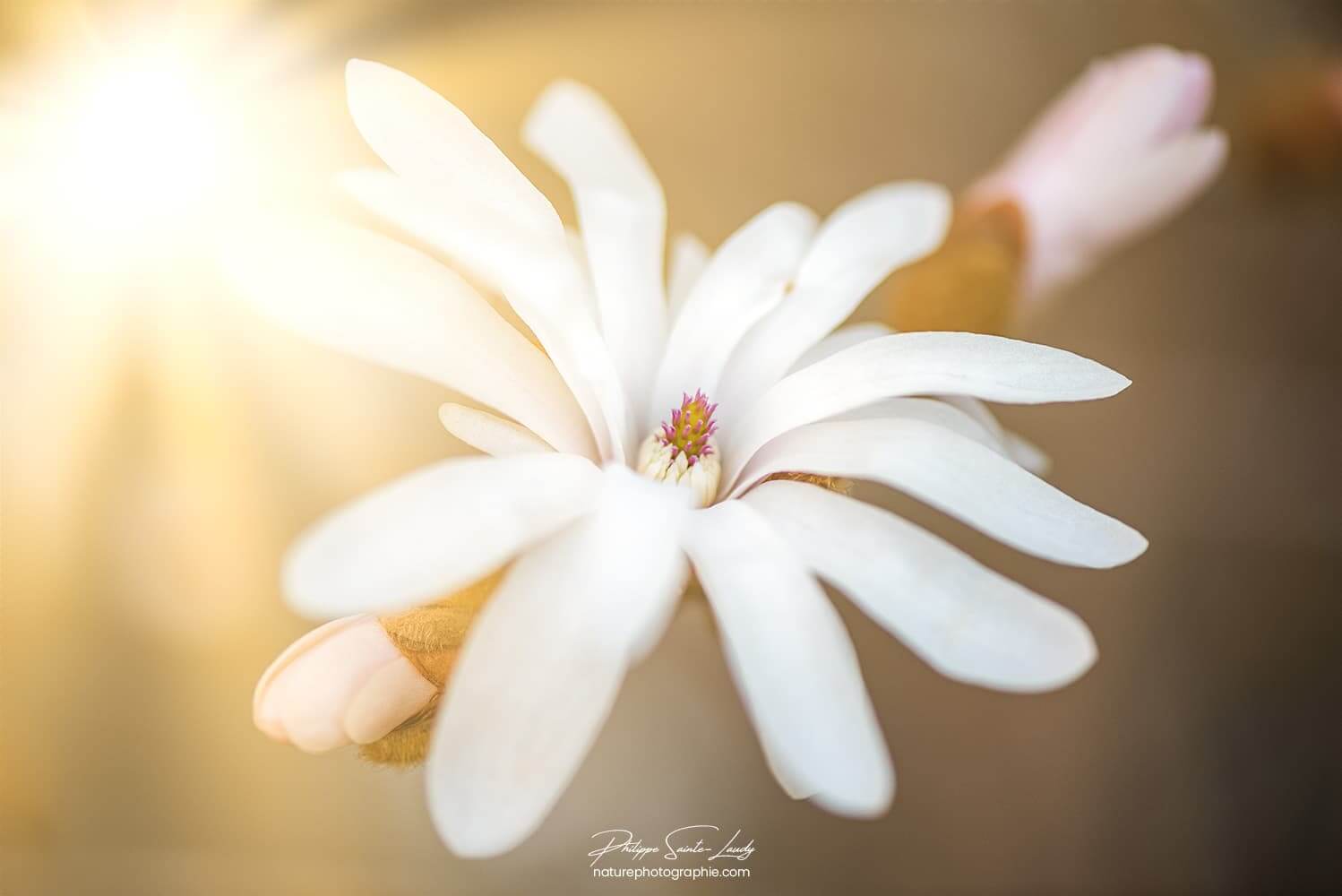 Magnolia dans le soleil