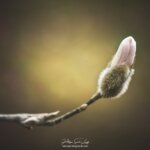 Bourgeon de magnolia