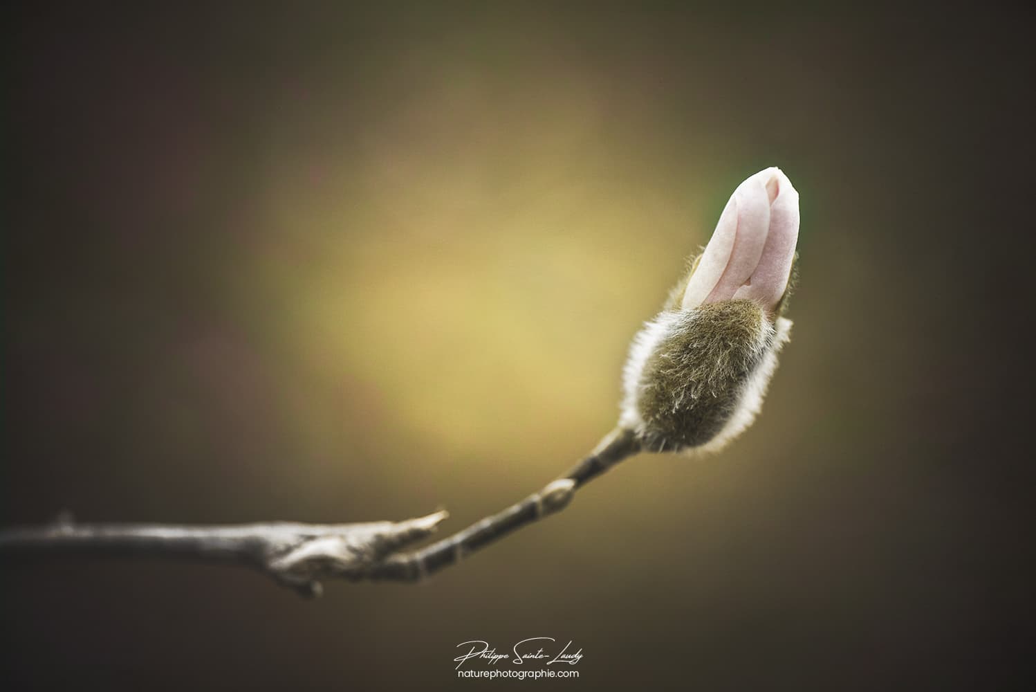 Bourgeon de magnolia