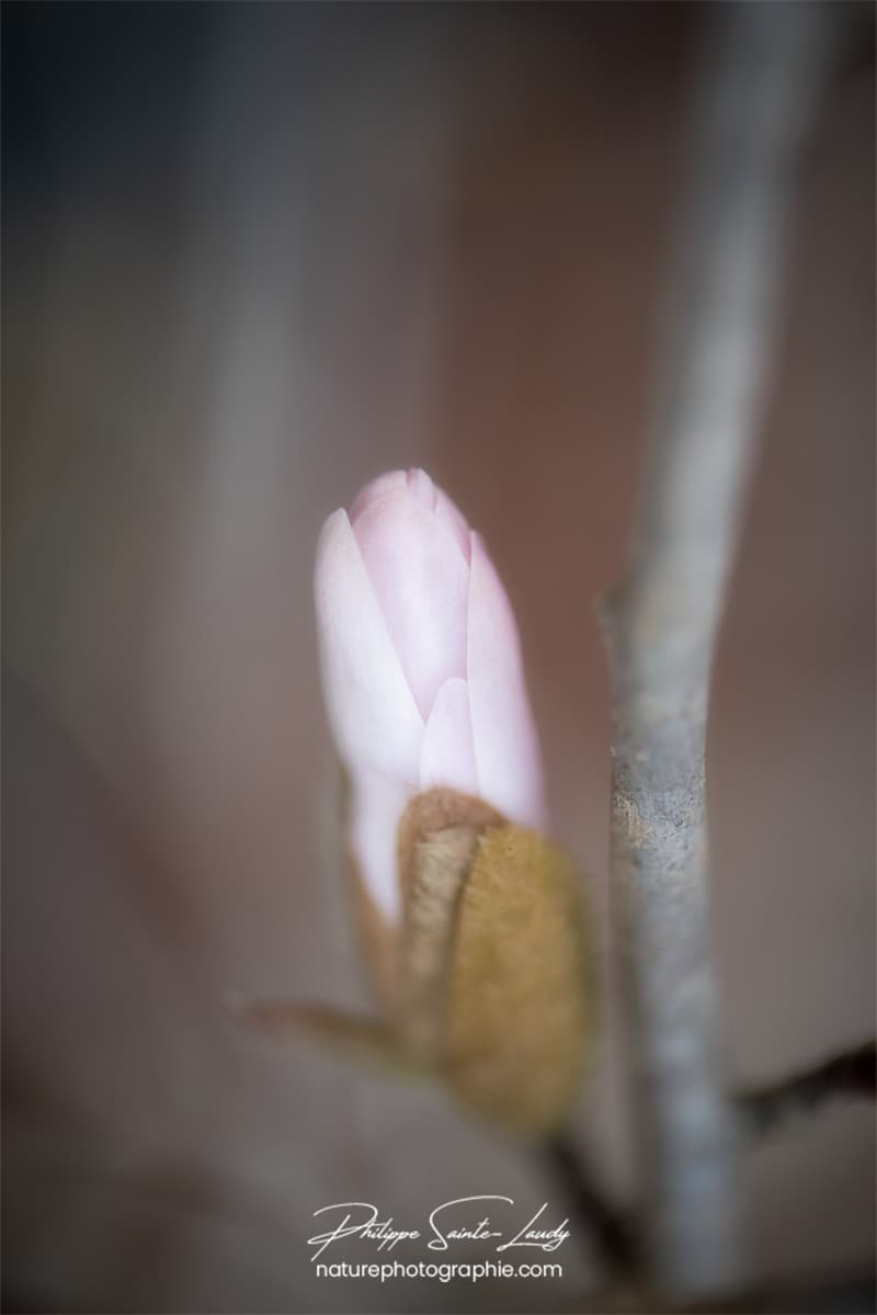 Gros plan sur bourgeon de magnolia