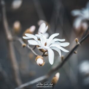 Small Thing Magnolias au printemps