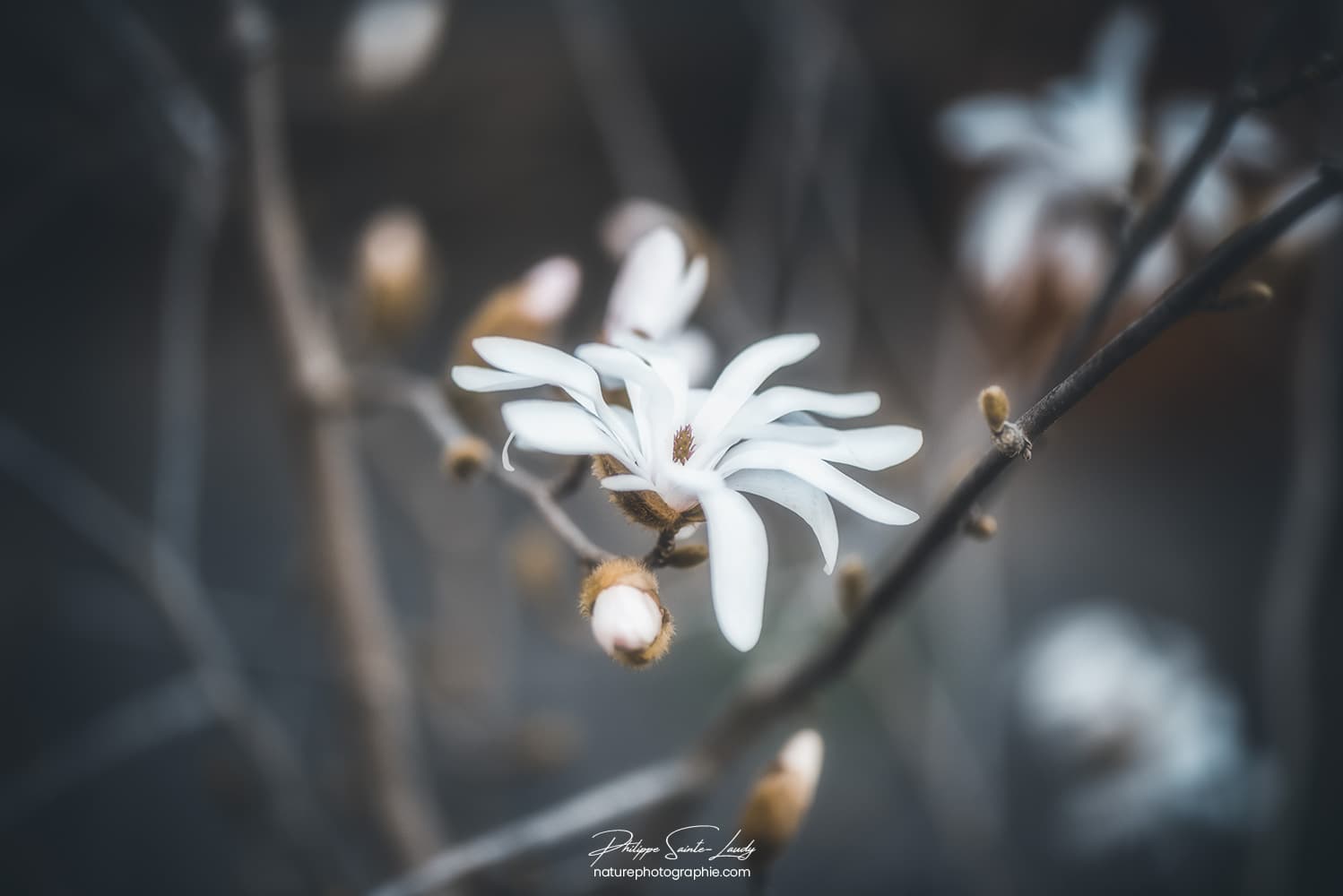 Magnolias au printemps
