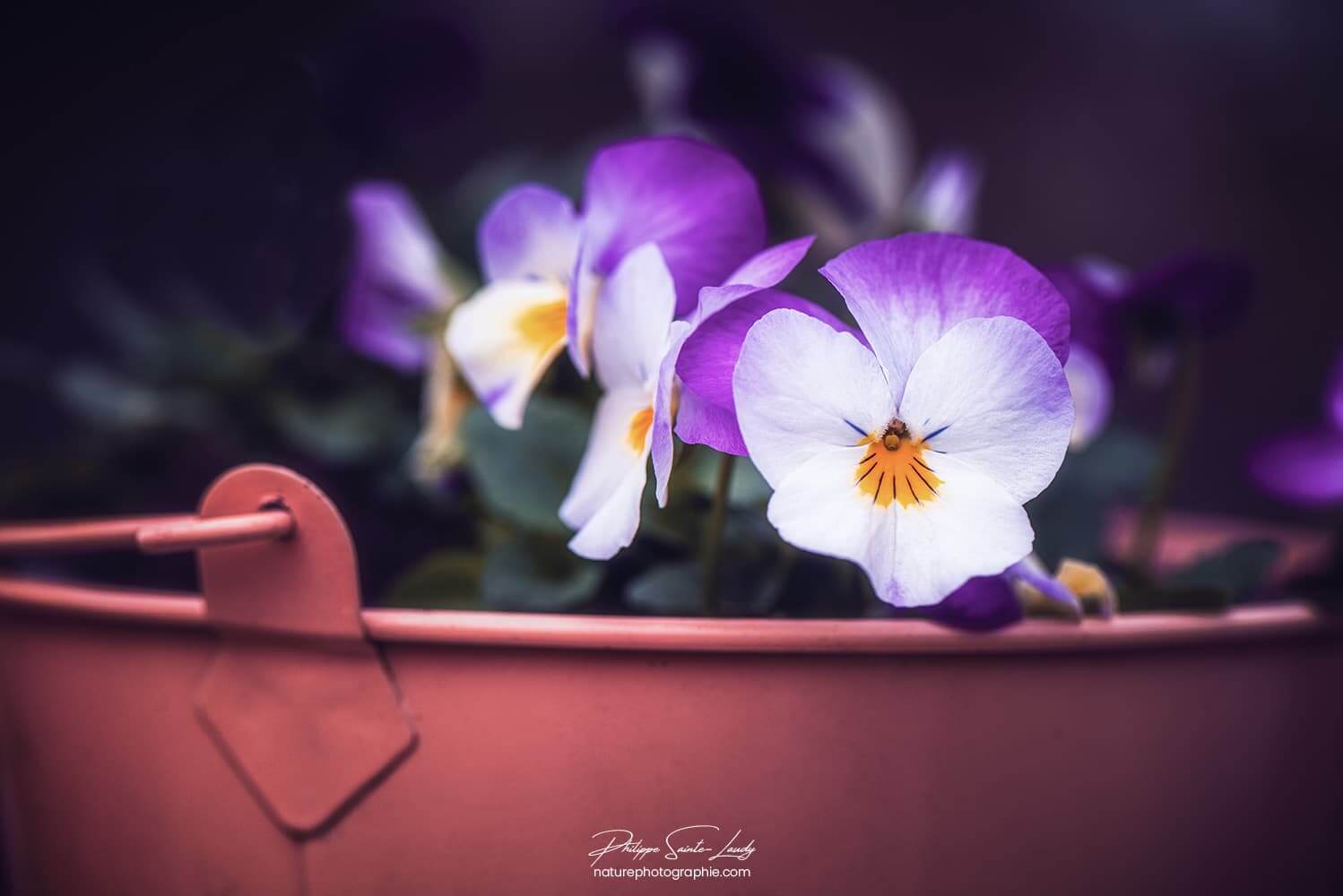 Bouquet de pensées