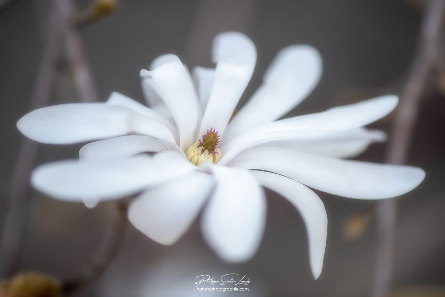 Magnolia tout en douceur