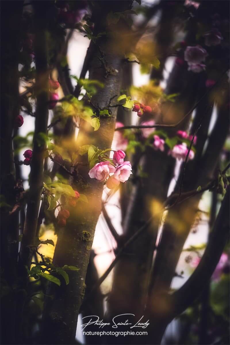 Petites fleurs de pommier