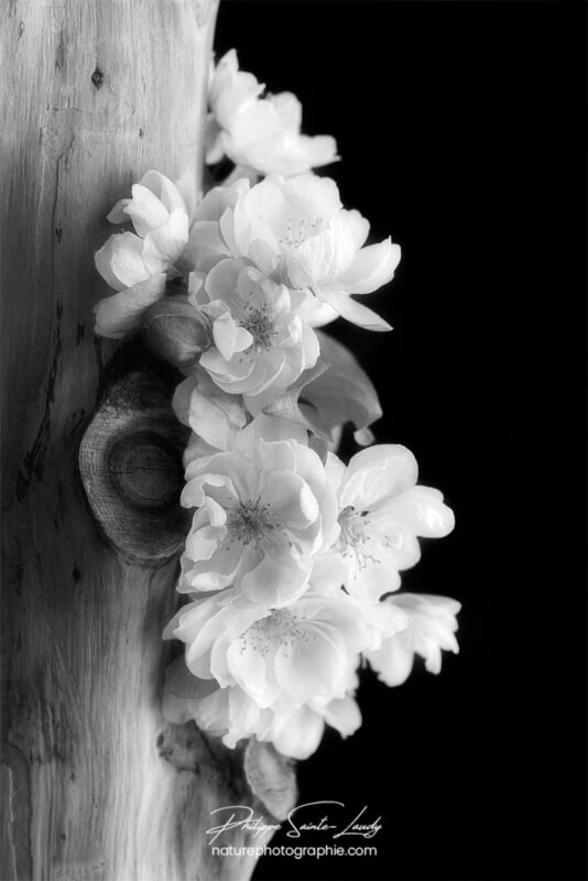 Fleurs de pommier Japonais en noir et blanc