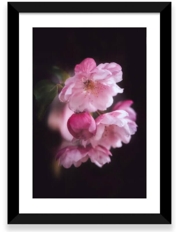 Fleurs de pommier japonais