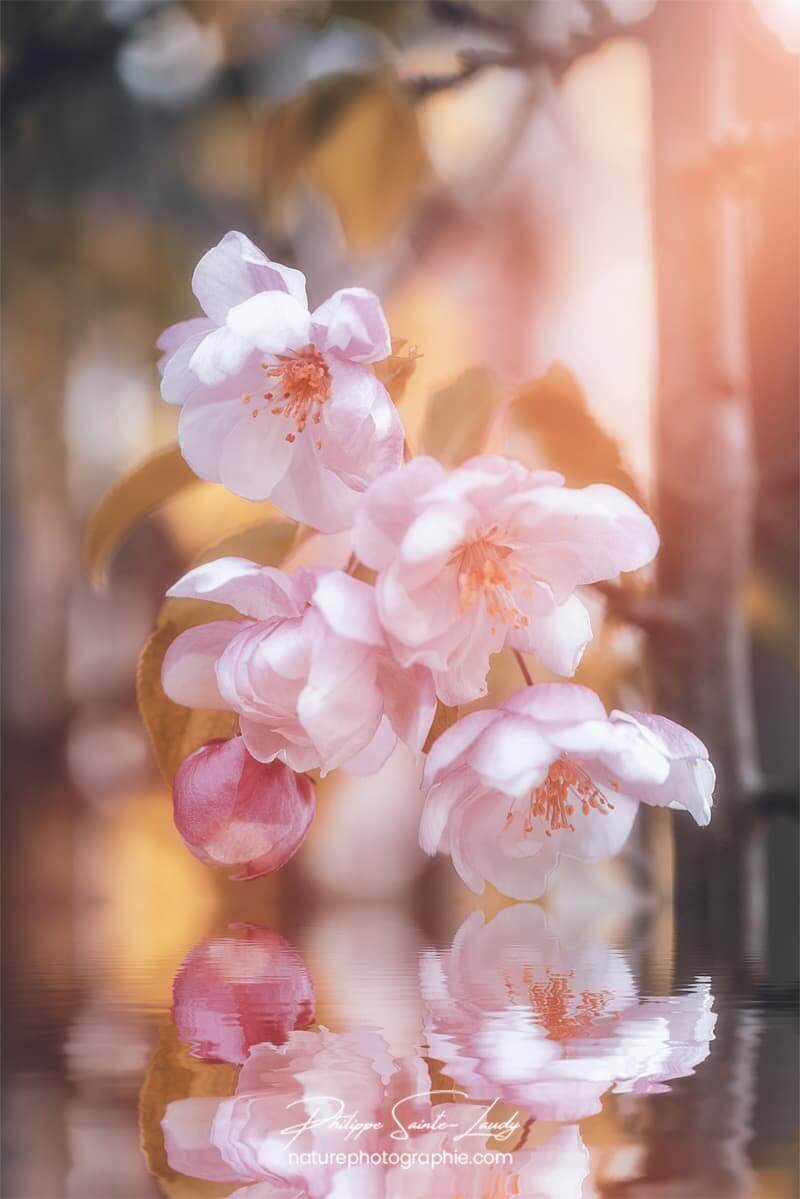 Lumière douce sur fleurs de pommier