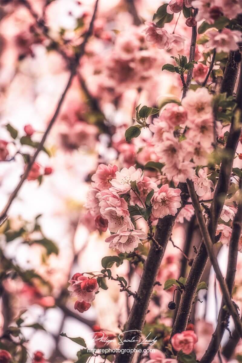 Pommier Japonais rose