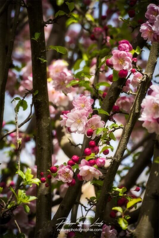 Fleurs du pommier Japonais