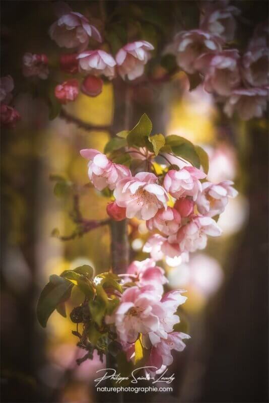 Grappe de fleurs de pommier