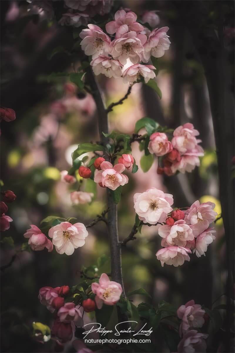 Gros plans sur pommier Japonais