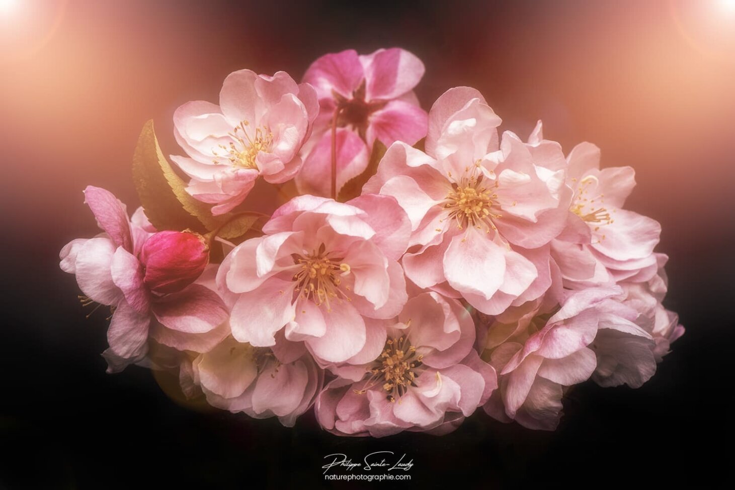 Lumières sur des fleurs du Japon