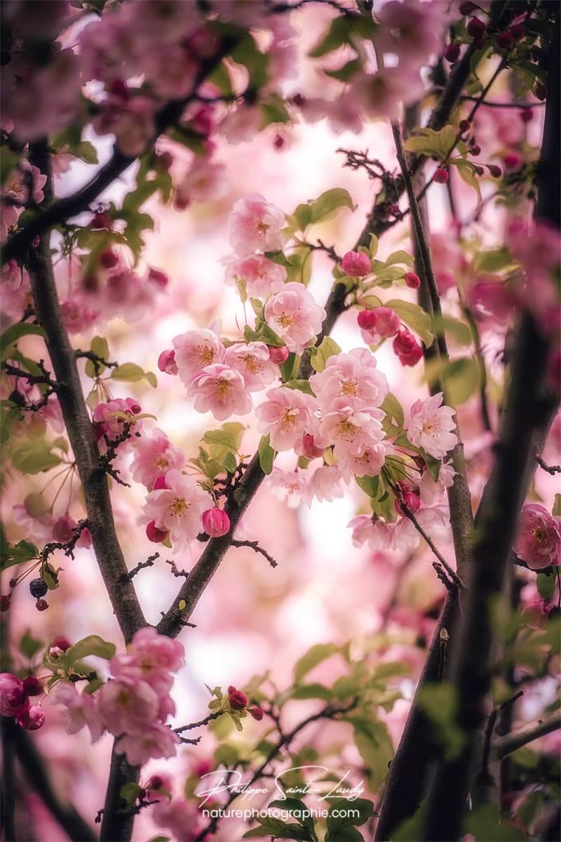 Le rose du pommier Japonais