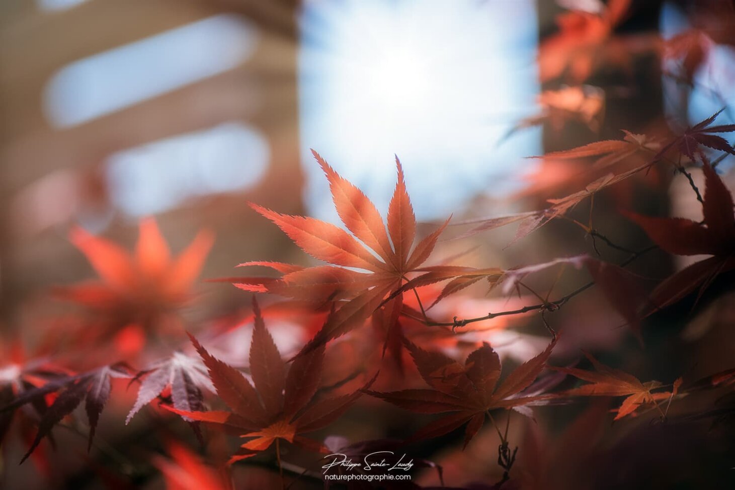 Érable dans le soleil
