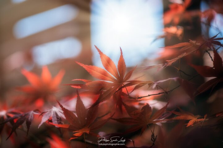 Érable dans le soleil