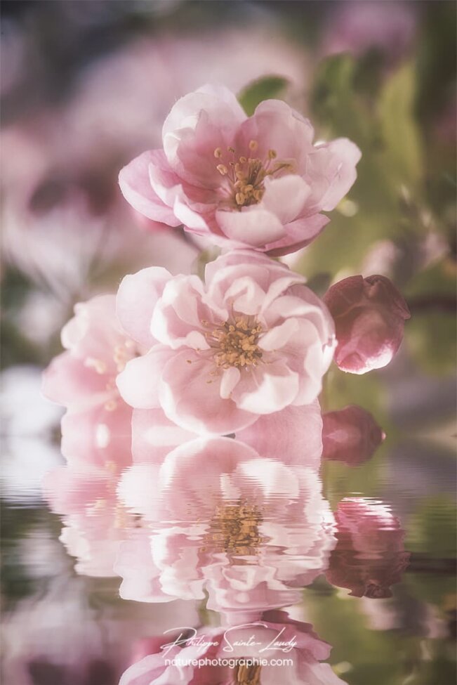 Reflet de fleurs de pommier Japonais
