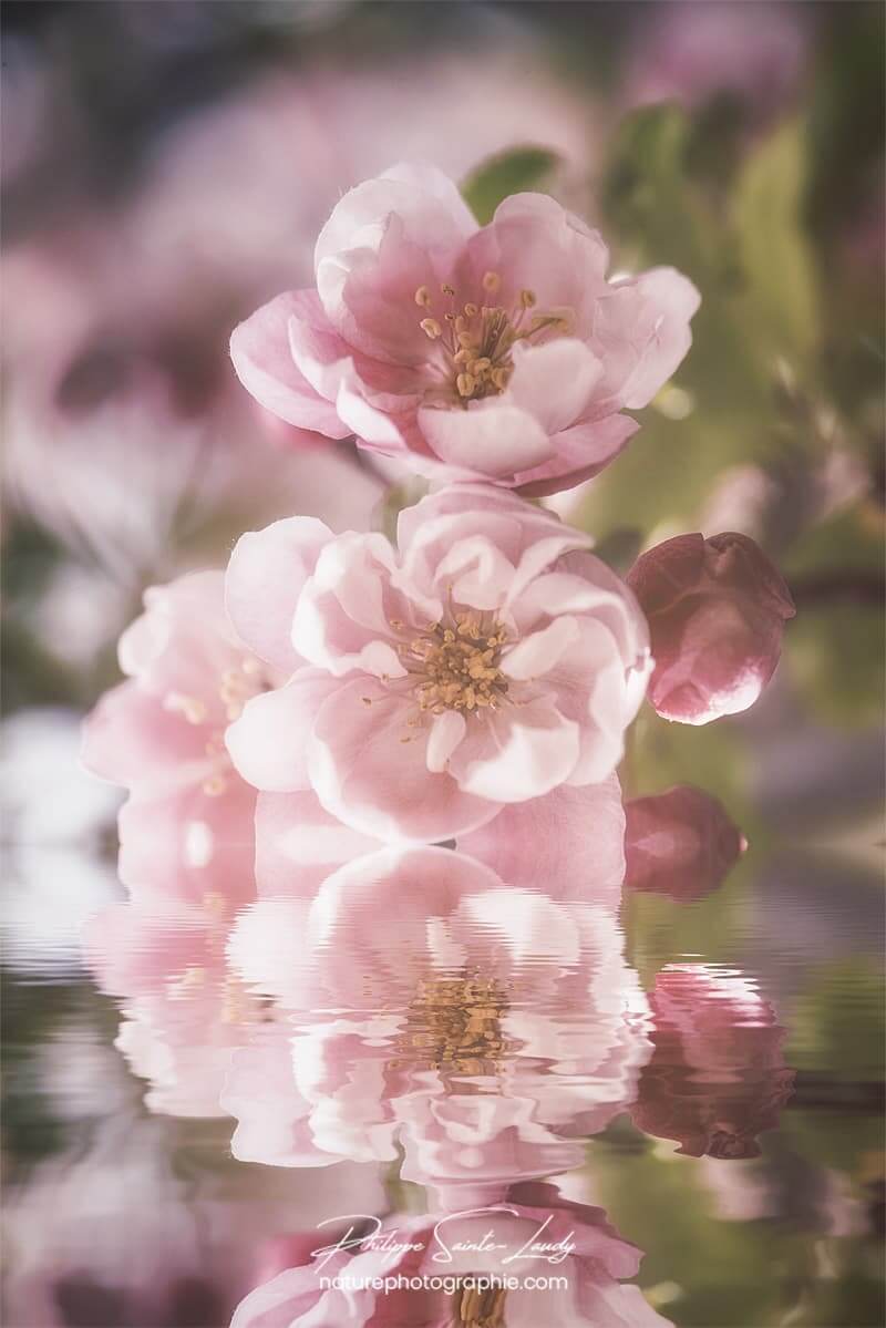 Reflet de fleurs de pommier Japonais