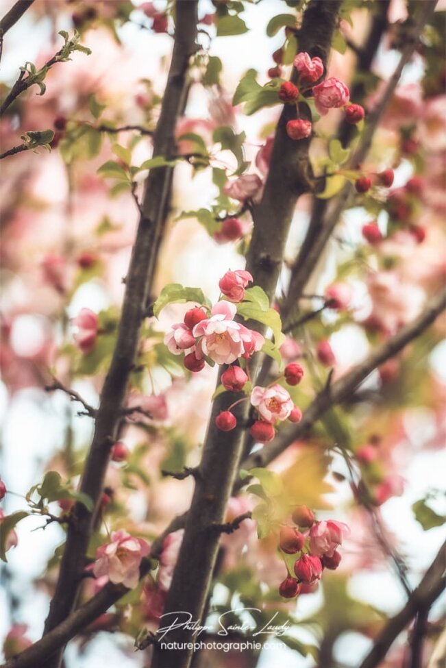 Branches de pommier Japonais