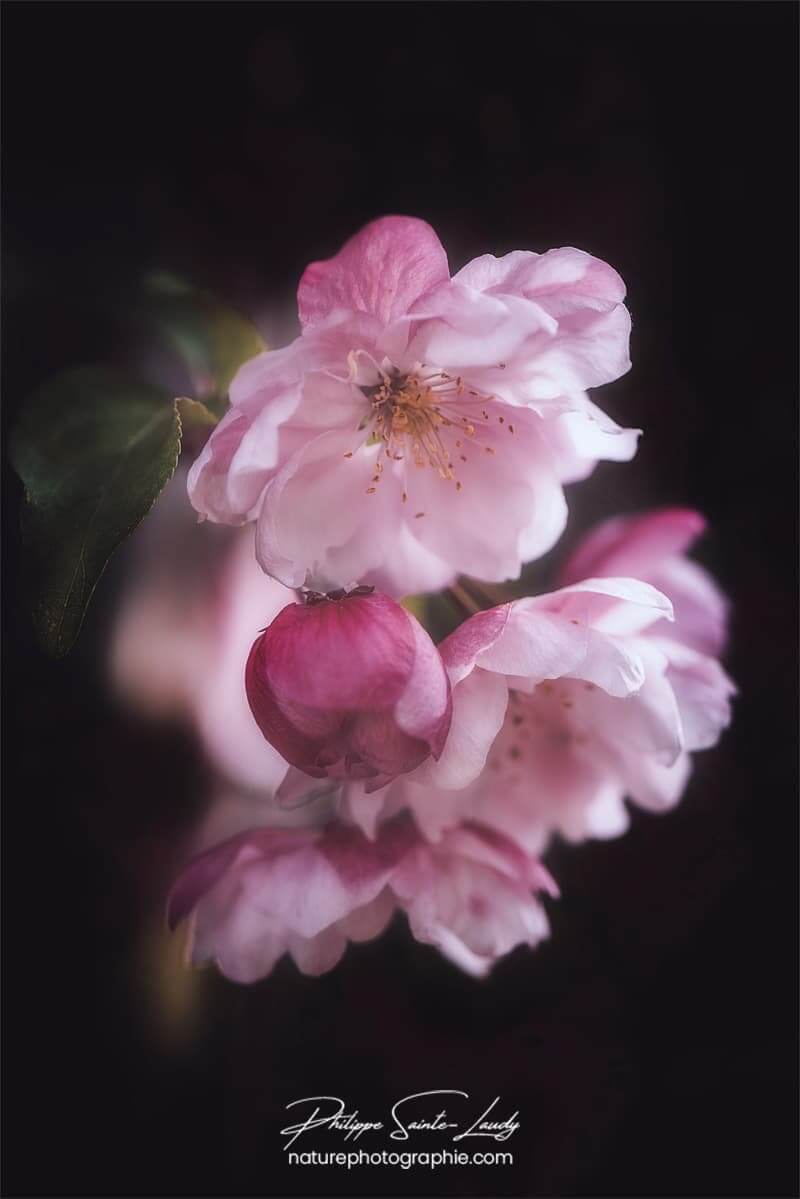 Fleurs roses sur fond noir