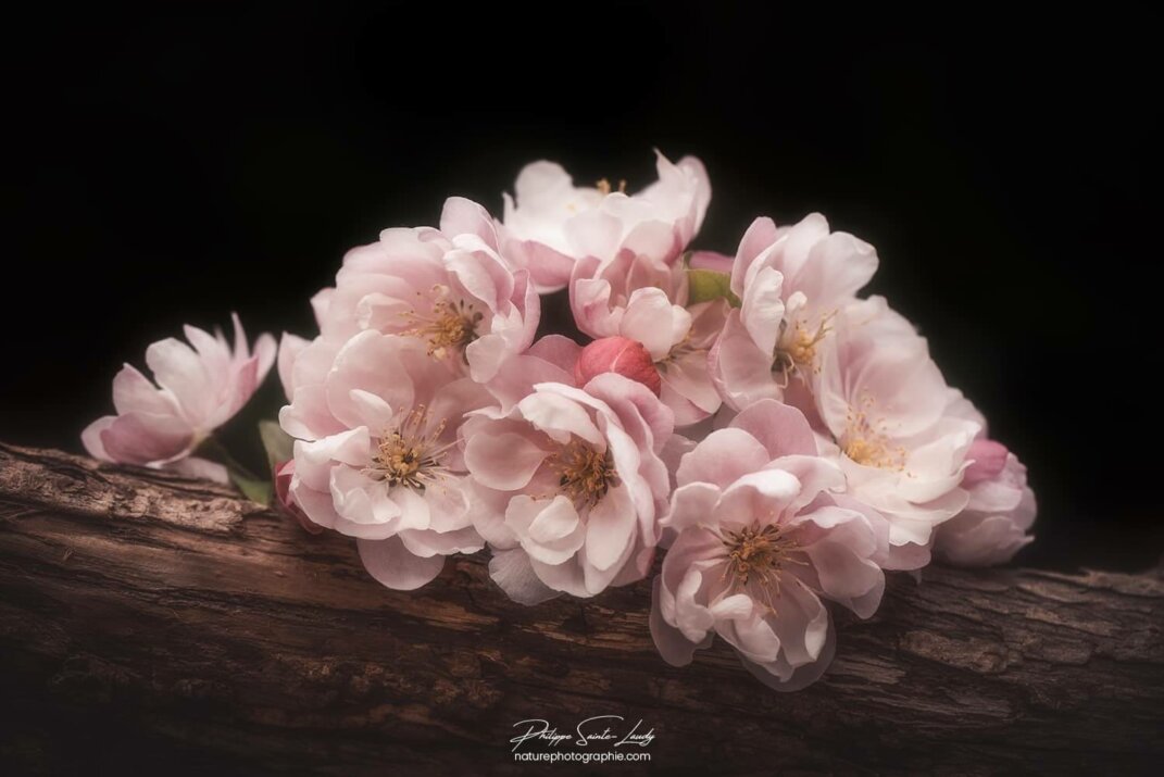 Gros plan sur des fleurs de pommier du Japon