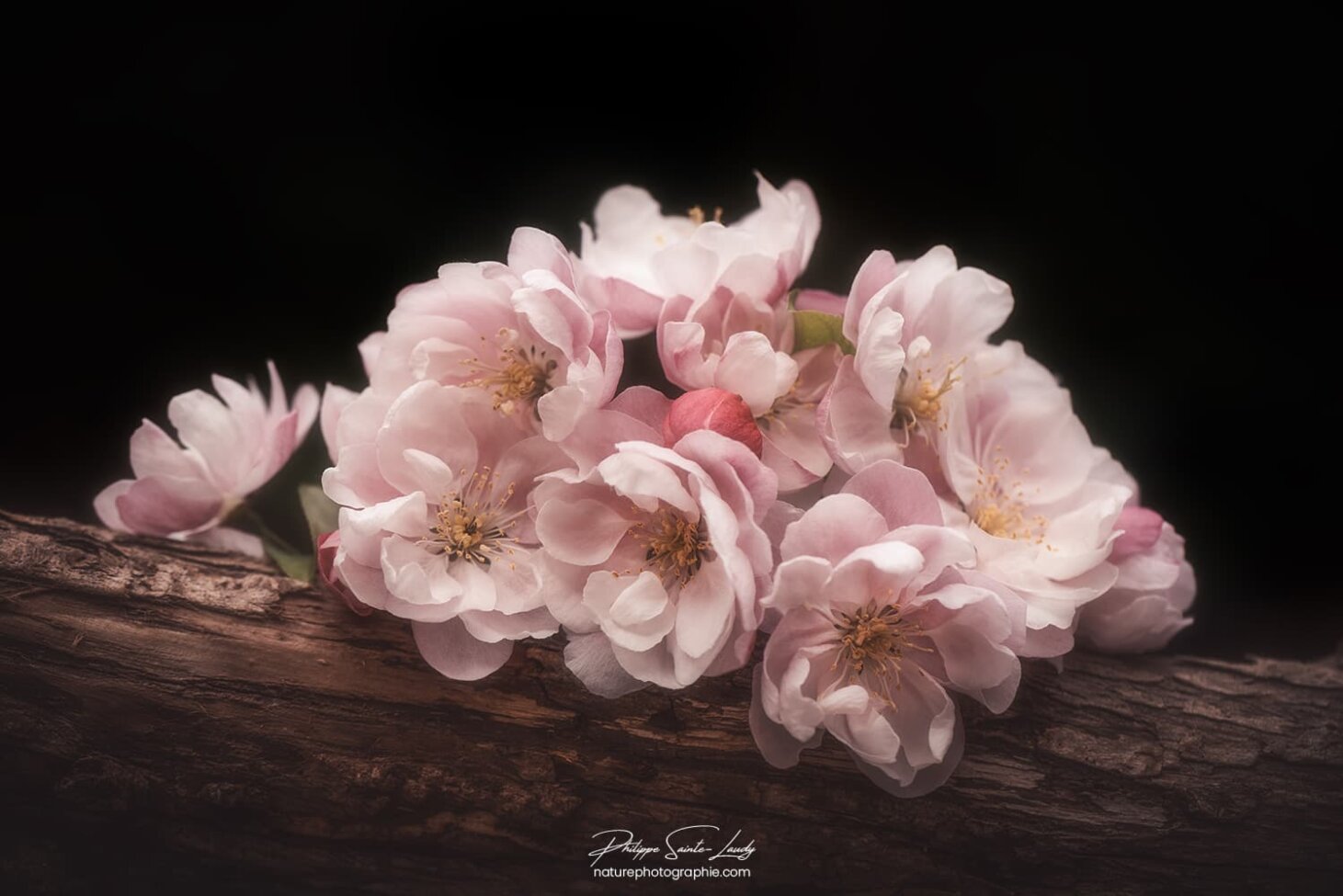 Gros plan sur des fleurs de pommier du Japon