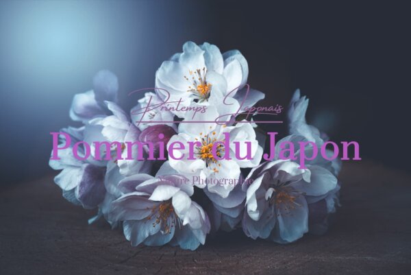 Pommier du Japon Pommier du Japon au printemps