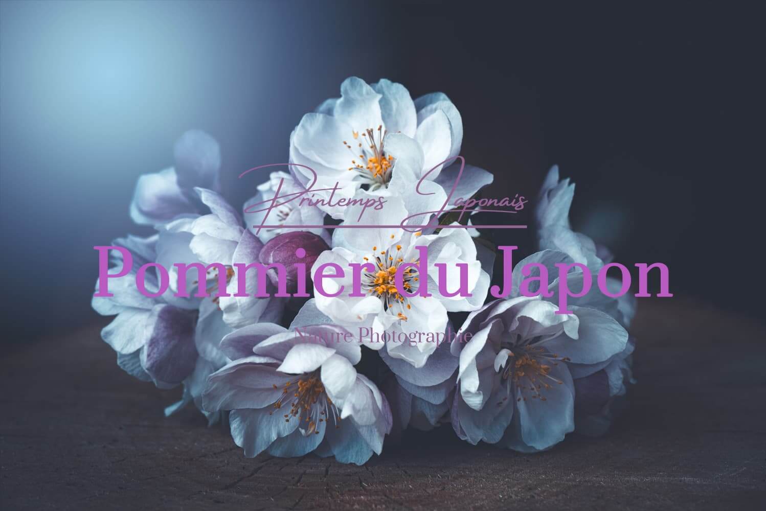 Pommier du Japon Pommier du Japon au printemps