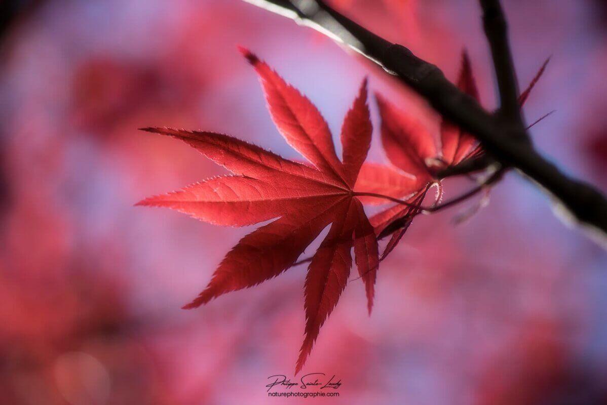 Une feuille d'érable rouge