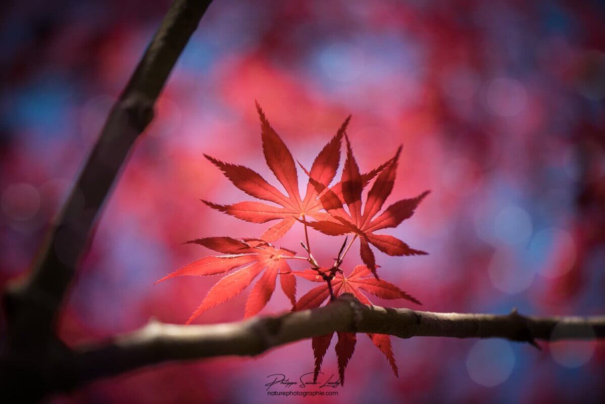 Bouquet de feuilles rouge