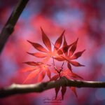 Bouquet de feuilles rouge