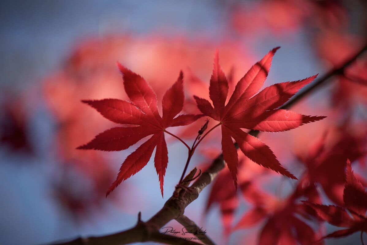 Érable rouge