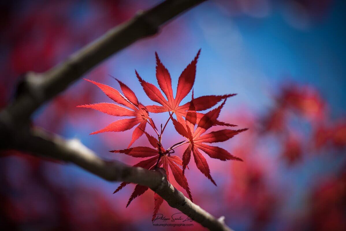 Feuilles rouges sur fond bleu