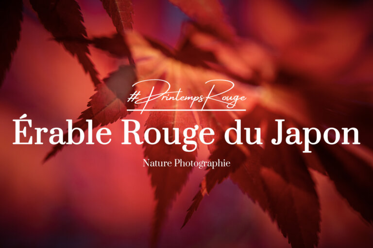 Article sur les feuilles d'érable rouge