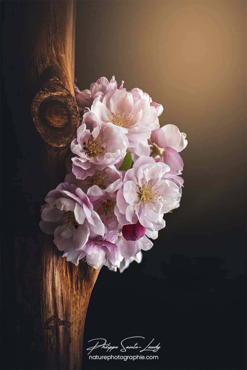 Lumière sur bouquet de fleurs