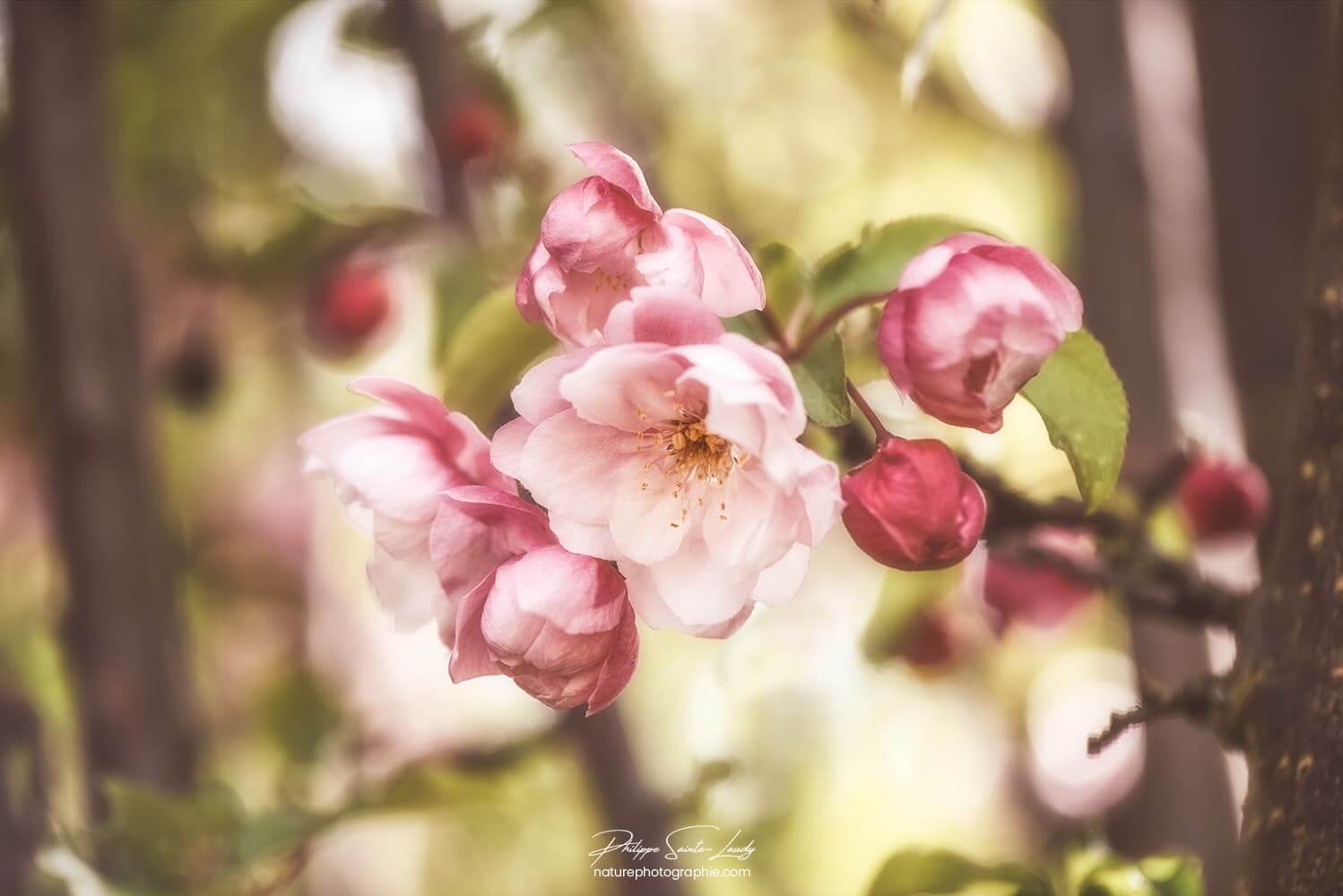 Pommier du Japon au début du printemps