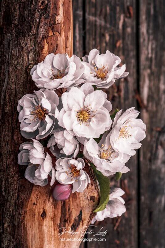 Bouquet de fleurs de pommier