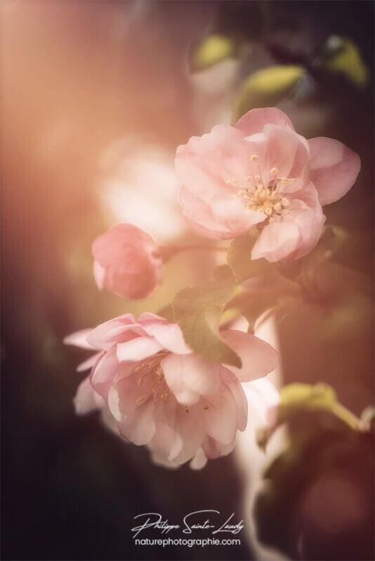 Lumière du soleil sur fleurs de pommier