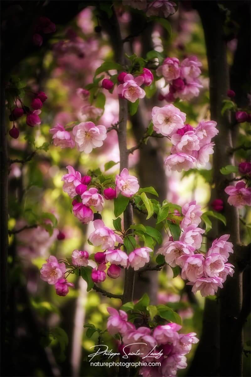 Petites fleurs roses