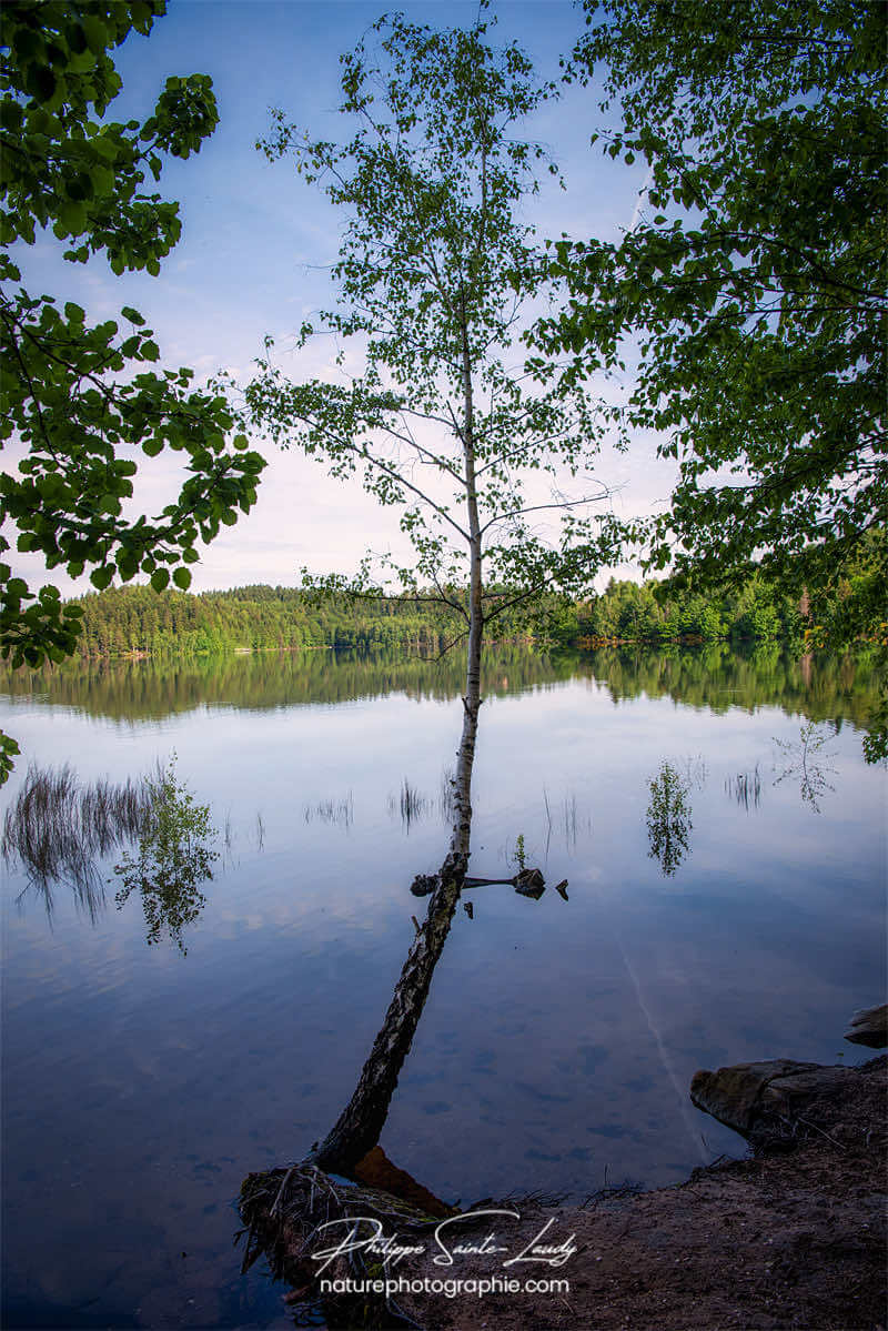 Un bouleau au bord d'un lac