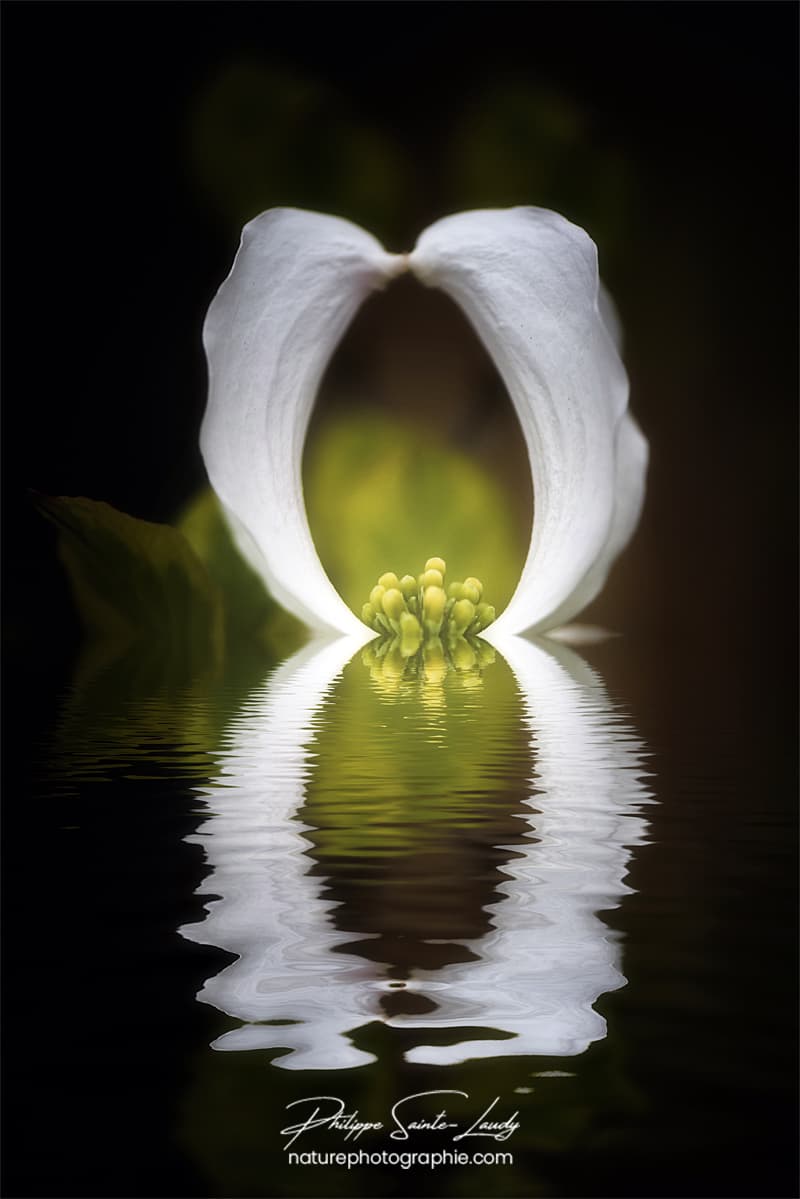 Reflet d'une fleur