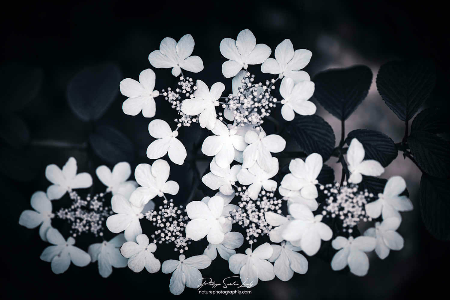 Hortensia sur fond sombre