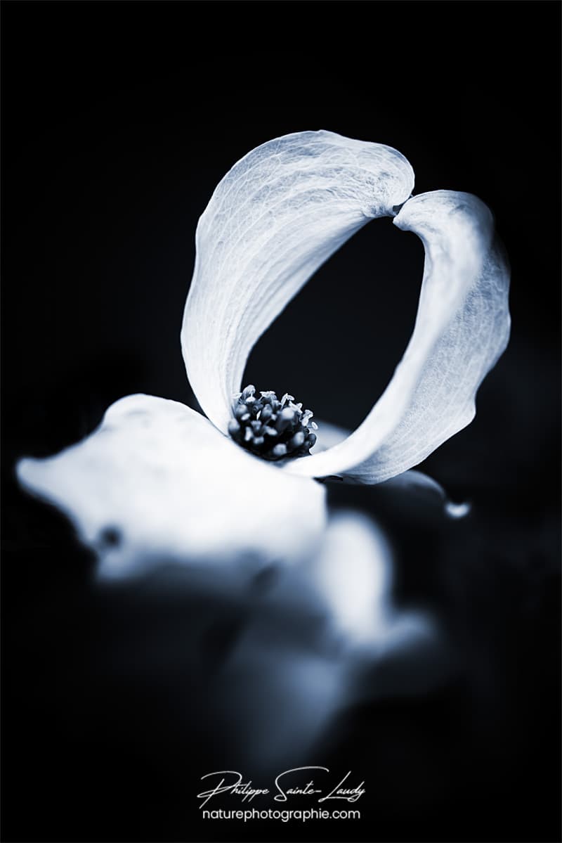 Fleur blanche sur fond noir