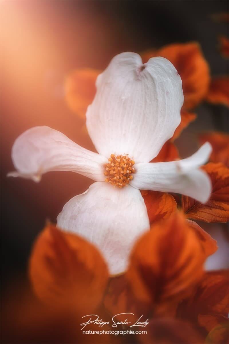 Une fleur de cornouiller