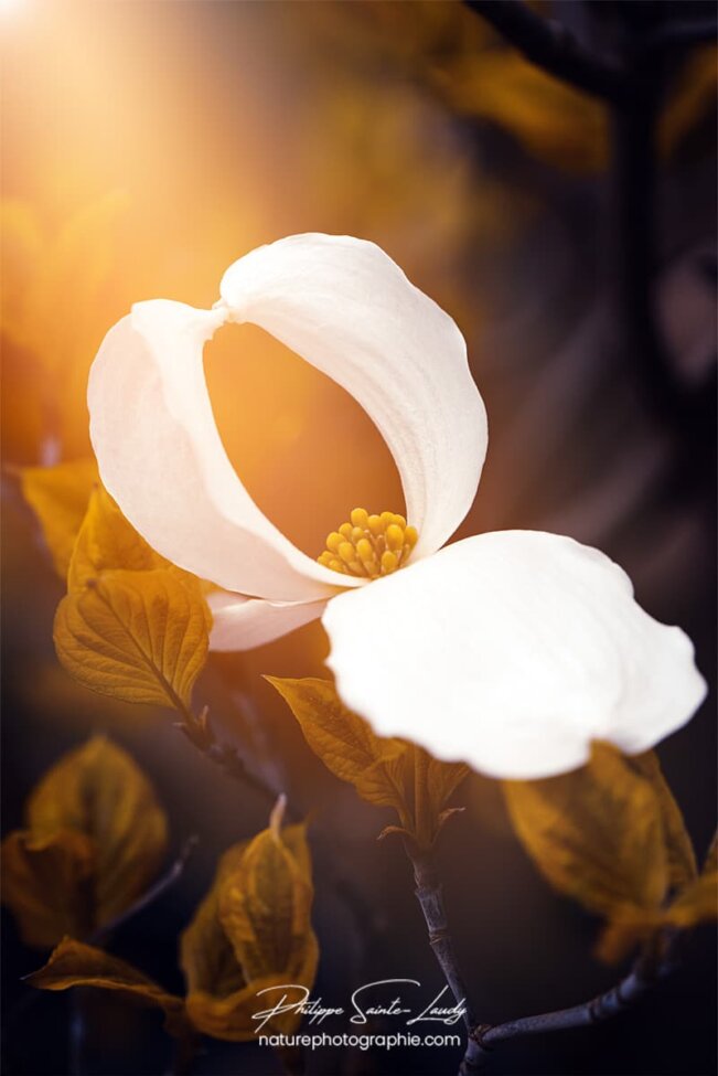 Fleur de cornouiller dans la lumière