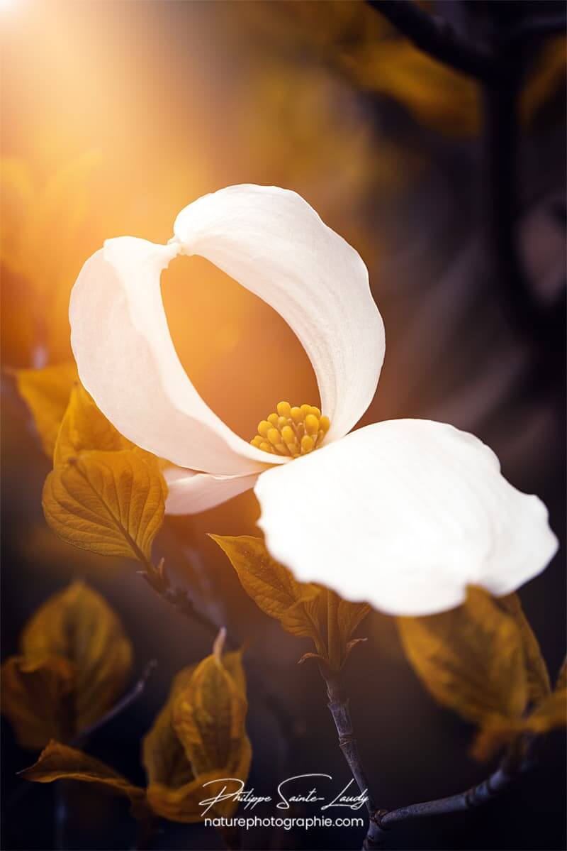 Fleur de cornouiller dans la lumière