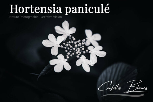 Hortensia Photos d'hortensias