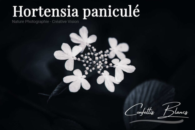 Photos d'hortensias