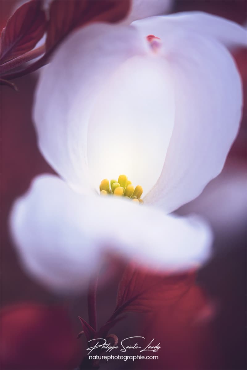 Macro sur fleur de cornouiller