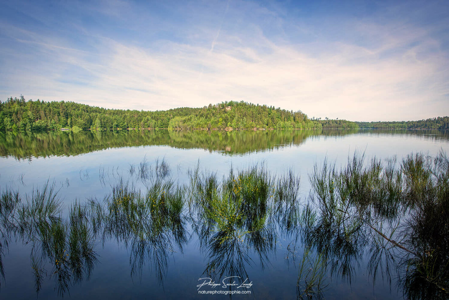 Forêt se reflète dans un lac
